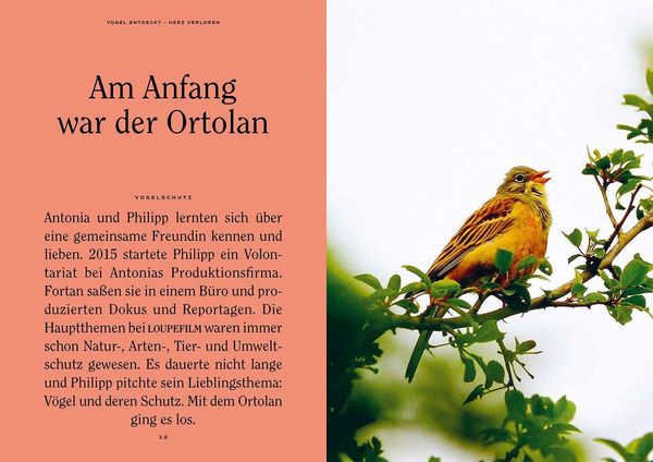 Produktbild: Vogel entdeckt - Herz verloren