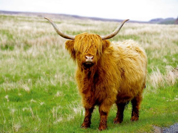 Produktbild: Ein echter Highlander (Puzzle)