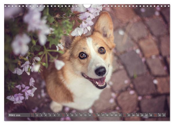 Produktbild: Welsh Corgi - Der Kobold unter den Hunden (Wandkalender 2026 DIN A3 quer), CALVENDO Monatskalender