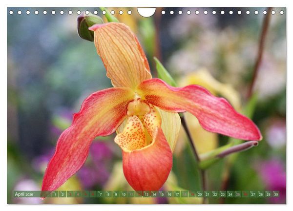 Produktbild: Orchid - A Flower Wonder (Wall Calendar 2026 DIN A4 landscape), CALVENDO 12 Month Wall Calendar
