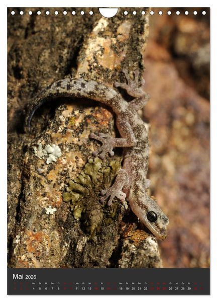 Produktbild: GECKOS (Wandkalender 2026 DIN A4 hoch), CALVENDO Monatskalender
