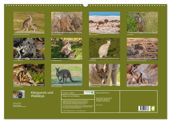 Produktbild: K&auml;ngururs und Wallabys (Wandkalender 2026 DIN A2 quer), CALVENDO Monatskalender