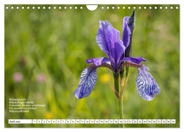 Produktbild: Mit Elfchen durch das Jahr (Wandkalender 2026 DIN A4 quer), CALVENDO Monatskalender