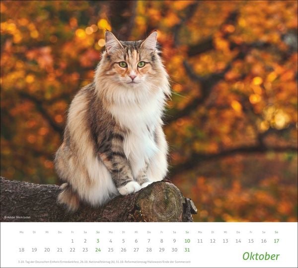 Produktbild: times&more Katzen Bildkalender 2027