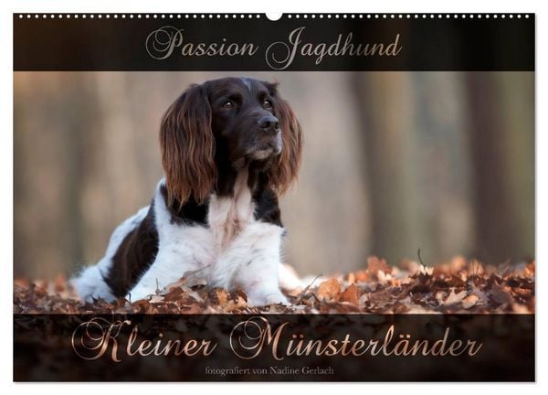 Produktbild: Passion Jagdhund - Kleiner M&uuml;nsterl&auml;nder (Wandkalender 2026 DIN A2 quer), CALVENDO Monatskalender
