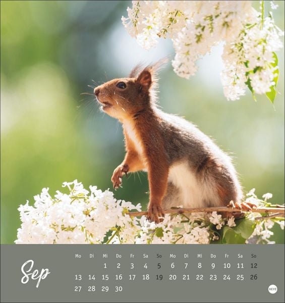 Produktbild: Eichh&ouml;rnchen Postkartenkalender 2027