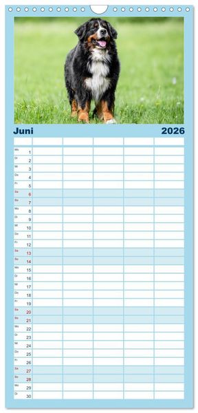 Produktbild: Familienplaner 2026 - Berner Sennenhunde - Faszinierende Herzensbrecher mit 5 Spalten (Wandkalender, 21 x 45 cm) CALVENDO