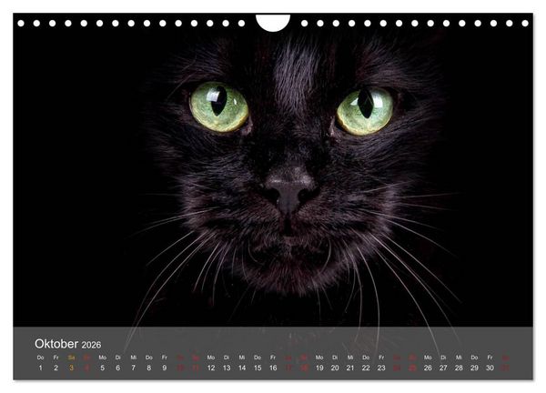 Produktbild: Katzen 2026 Bezaubernde Samtpfoten (Wandkalender 2026 DIN A4 quer), CALVENDO Monatskalender