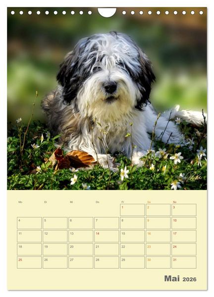 Produktbild: PON-Welpen - jeder Tag ein gro&szlig;es Abenteuer / Planer (Wandkalender 2026 DIN A4 hoch), CALVENDO Monatskalender