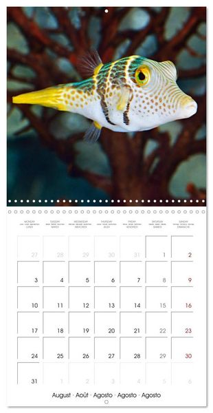 Produktbild: Fish magic (Wall Calendar 2026 12 &times; 12 Inch) CALVENDO 12 Month Wall Calendar