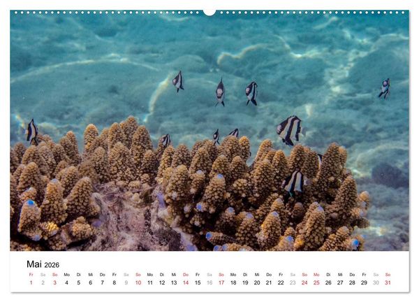 Produktbild: Unterwasserwelt der Malediven I (Wandkalender 2026 DIN A2 quer), CALVENDO Monatskalender
