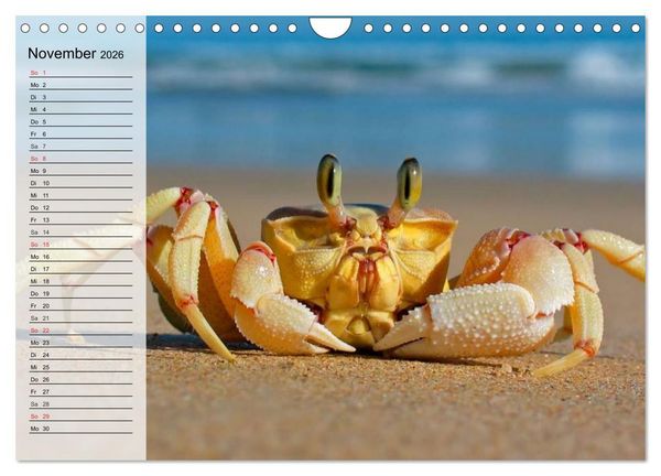 Produktbild: Krabben. Witzige Monster (Wandkalender 2026 DIN A4 quer), CALVENDO Monatskalender