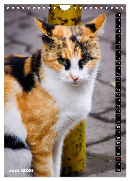 Produktbild: Istanbuls Katzen (Wandkalender 2026 DIN A4 hoch), CALVENDO Monatskalender