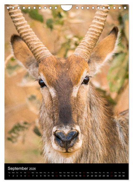 Produktbild: South Luangwa Wildlife (Wall Calendar 2026 DIN A4 portrait), CALVENDO 12 Month Wall Calendar