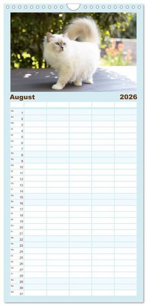Produktbild: Familienplaner 2026 - Heilige Birma Katzen - Eine Rasse mit traumhaft blauen Augen. mit 5 Spalten (Wandkalender, 21 x 45 cm) CALVENDO