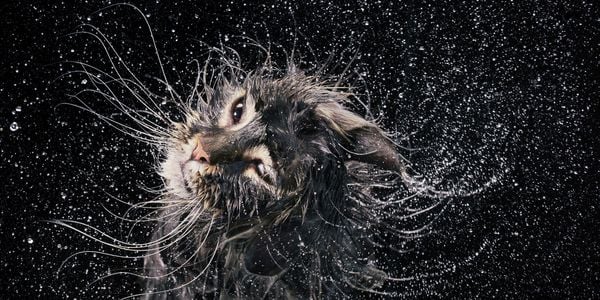 Produktbild: Katzen