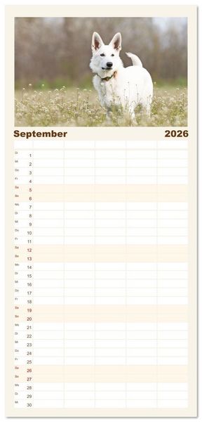 Produktbild: Familienplaner 2026 - Berger Blanc Suisse - Weggef&auml;hrten auf 4 Pfoten mit 5 Spalten (Wandkalender, 21 x 45 cm) CALVENDO