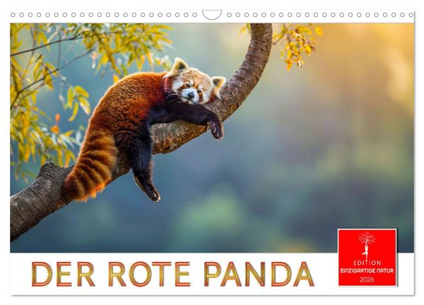 Produktbild: Der Rote Panda (Wandkalender 2026 DIN A3 quer), CALVENDO Monatskalender