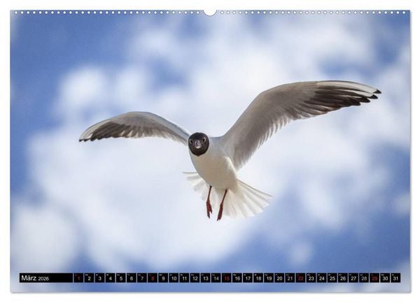 Produktbild: Ostsee - Tr&auml;ume vom Meer (Wandkalender 2026 DIN A2 quer), CALVENDO Monatskalender