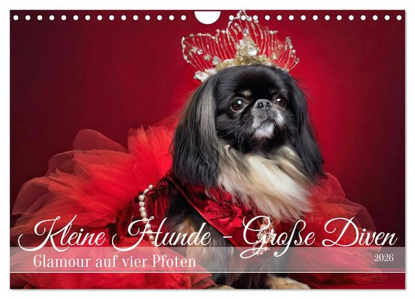 Produktbild: Kleine Hunde - Gro&szlig;e Diven (Wandkalender 2026 DIN A4 quer), CALVENDO Monatskalender