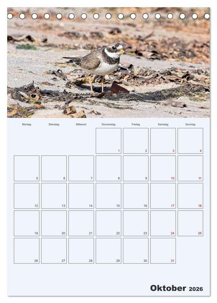 Produktbild: Wildes Leben auf Helgoland (Tischkalender 2026 DIN A5 hoch), CALVENDO Monatskalender