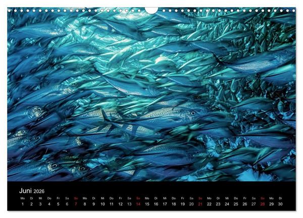 Produktbild: Fischschw&auml;rme (Wandkalender 2026 DIN A3 quer), CALVENDO Monatskalender