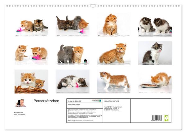 Produktbild: Perserk&auml;tzchen (Wandkalender 2026 DIN A2 quer), CALVENDO Monatskalender
