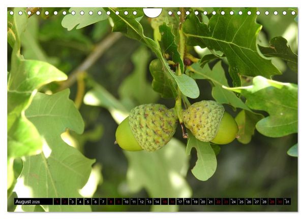 Produktbild: Naturwunder Wald (Wandkalender 2026 DIN A4 quer), CALVENDO Monatskalender