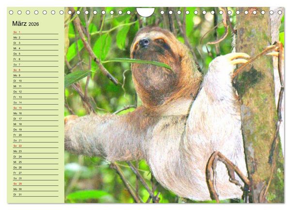 Produktbild: Der Faultier-Planer f&uuml;r mehr Ruhe und Gem&uuml;tlichkeit! (Wandkalender 2026 DIN A4 quer), CALVENDO Monatskalender