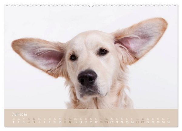 Produktbild: SCHLAPPOHREN (hochwertiger Premium Wandkalender 2026 DIN A2 quer), Kunstdruck in Hochglanz