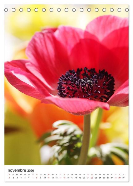 Produktbild: Joie avec des fleurs (Calendrier de bureau 2026 DIN A5 horizontal), CALVENDO calendrier mensuel