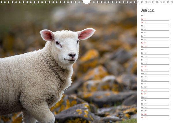 Produktbild: Deichschafe (Wandkalender 2022 DIN A3 quer)