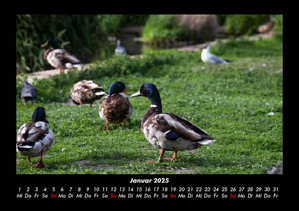 Produktbild: Enten 2025 Fotokalender DIN A3