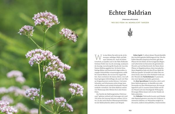 Produktbild: Meine Kr&auml;uter des Waldes