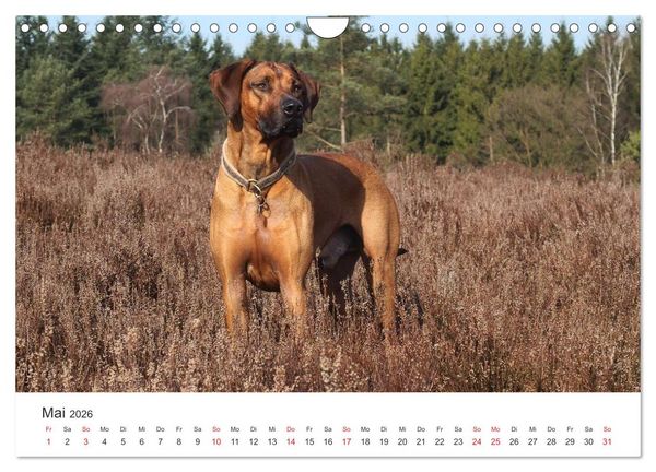 Produktbild: Ridgebacks - Hunde aus Afrika (Wandkalender 2026 DIN A4 quer), CALVENDO Monatskalender