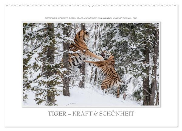 Produktbild: Emotionale Momente: Tiger - Kraft & Sch&ouml;nheit. / CH-Version (Wandkalender 2026 DIN A2 quer), CALVENDO Monatskalender