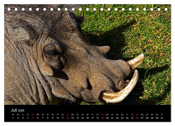 Produktbild: Namibias Tiere: von gro&szlig; bis klein (Tischkalender 2026 DIN A5 quer), CALVENDO Monatskalender