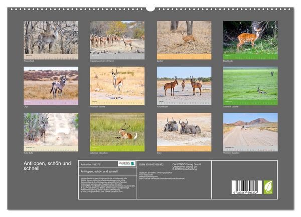 Produktbild: Antilopen, sch&ouml;n und schnell (hochwertiger Premium Wandkalender 2026 DIN A2 quer), Kunstdruck in Hochglanz