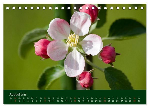 Produktbild: Blumen und Bl&uuml;ten (Tischkalender 2026 DIN A5 quer), CALVENDO Monatskalender