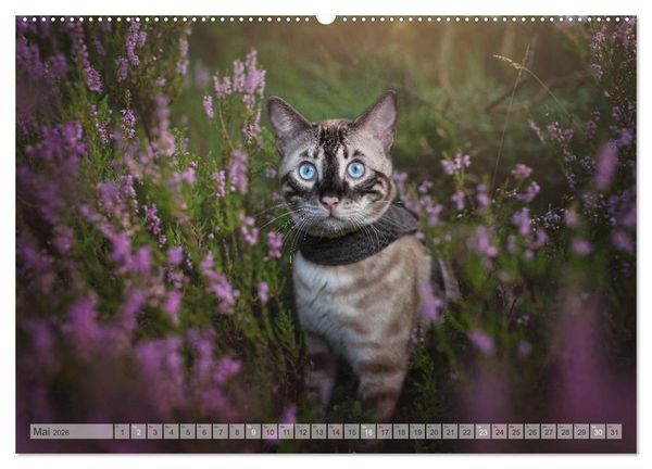 Produktbild: Wildes Wohnzimmer - Die Bengalkatze (Wandkalender 2026 DIN A2 quer), CALVENDO Monatskalender