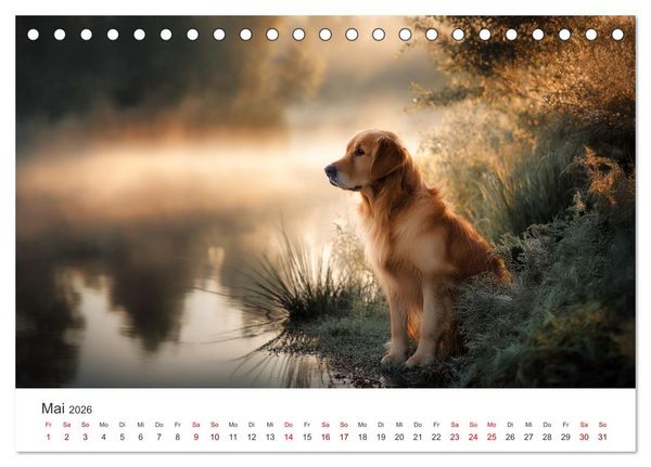 Produktbild: Herz aus Gold - Retriever zum Verlieben (Tischkalender 2026 DIN A5 quer), CALVENDO Monatskalender
