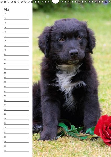 Produktbild: Der Aussie - Geburtstagskalender (Wandkalender immerw&auml;hrend DIN A3 hoch)
