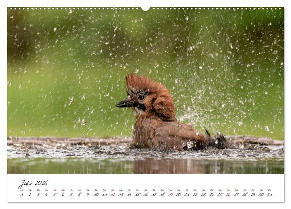 Produktbild: Heimische Vogelwelt (hochwertiger Premium Wandkalender 2026 DIN A2 quer), Kunstdruck in Hochglanz