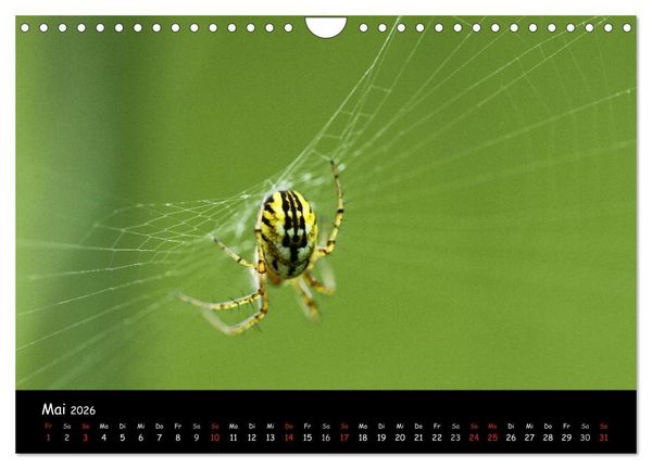 Produktbild: Heimische Spinnen (Wandkalender 2026 DIN A4 quer), CALVENDO Monatskalender