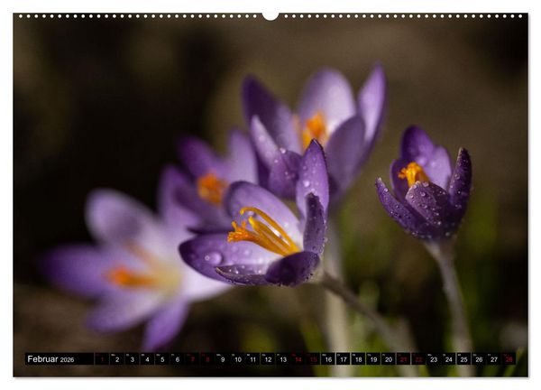 Produktbild: Fr&uuml;hlingsbl&uuml;her - Farbenpracht nach dem Winter (Wandkalender 2026 DIN A2 quer), CALVENDO Monatskalender