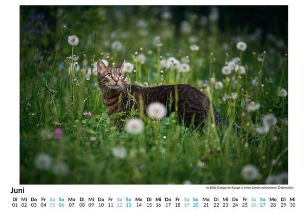 Produktbild: Tiere in der Natur