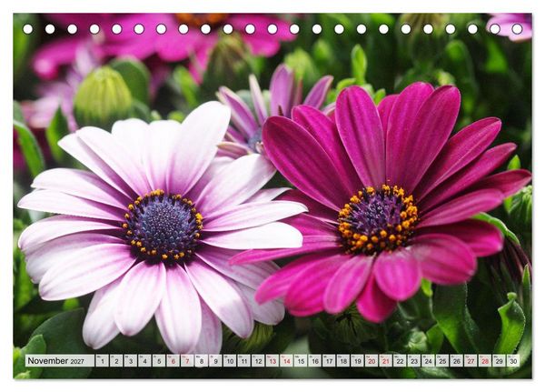 Produktbild: Herzensblumen (Tischkalender 2027 DIN A5 quer), CALVENDO Monatskalender