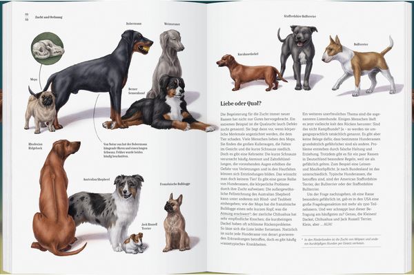 Produktbild: Wie der Hund zu uns kam