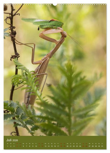 Produktbild: Die Gottesanbeterin. R&auml;uber der Insektenwelt. (Wandkalender 2026 DIN A2 hoch), CALVENDO Monatskalender