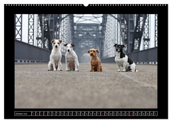Produktbild: Parson Russell Terrier (hochwertiger Premium Wandkalender 2026 DIN A2 quer), Kunstdruck in Hochglanz
